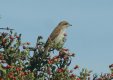 Birds: Red-backed Shrike - juvenile (Lanius collurio)